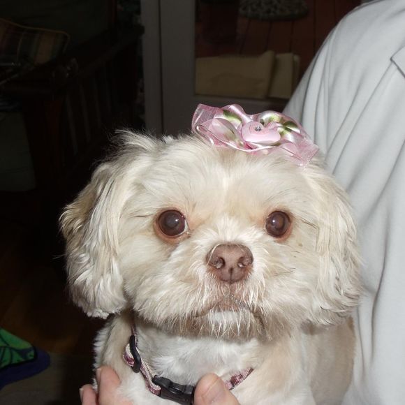 Meet your Posher, Lissell - Picture 1 of 1